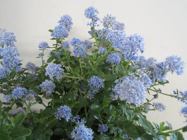 Amerikaanse Sering (Ceanothus Thyrsiflorus 'Repens') - Image 2