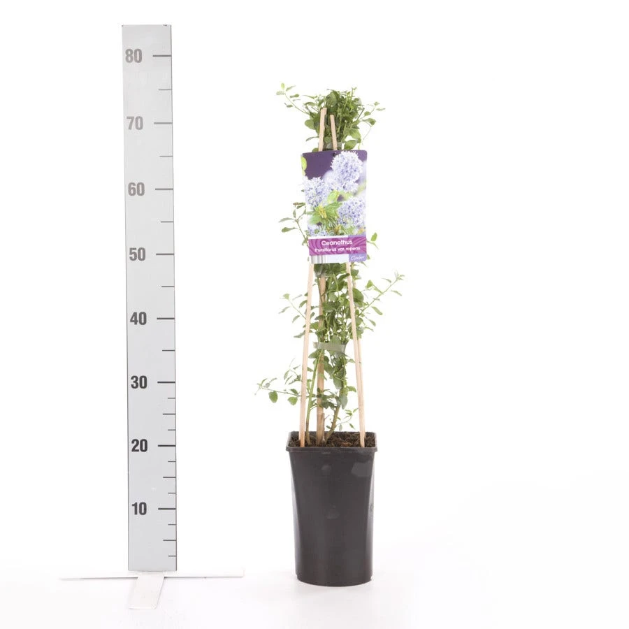 Amerikaanse Sering (Ceanothus Thyrsiflorus 'Repens') - Image 5