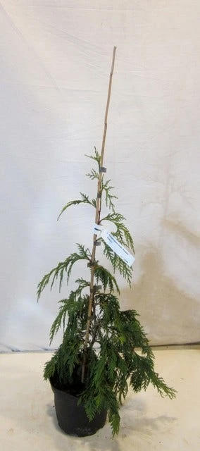 Cypres (Chamaecyparis Nootkatensis 'Pendula') - Image 7