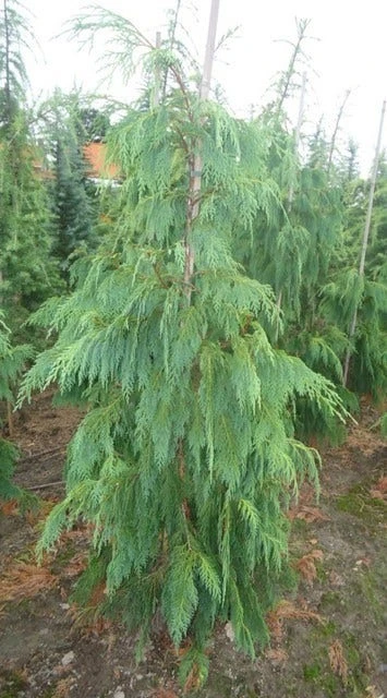 Cypres (Chamaecyparis Nootkatensis 'Pendula') - Image 8