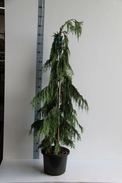 Cypres (Chamaecyparis Nootkatensis 'Pendula') - Image 5
