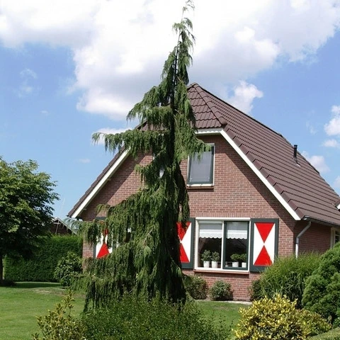 Cypres (Chamaecyparis Nootkatensis 'Pendula') - Image 9