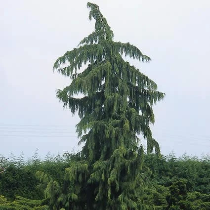 Cypres (Chamaecyparis Nootkatensis 'Pendula') - Image 3