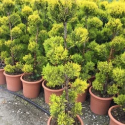Cipres Als Bonsai (Cupressus Macrocarpa 'Aurea')
