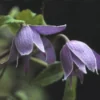 Bosrank (Clematis Alpina)