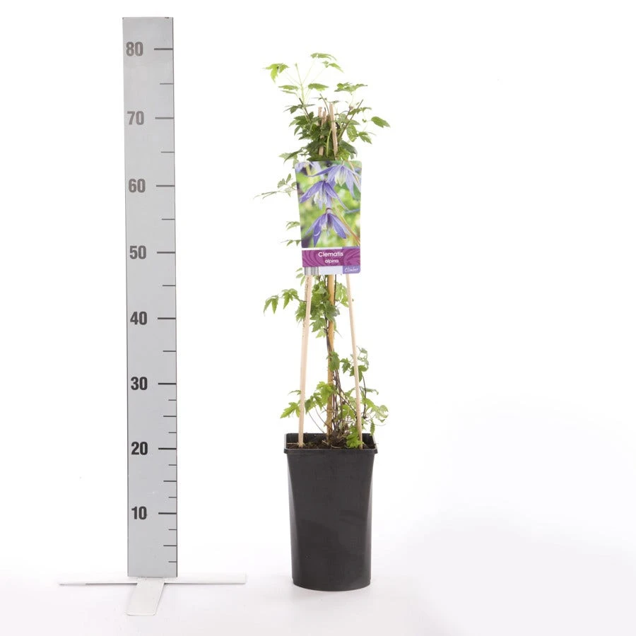 Bosrank (Clematis Alpina) - Image 3