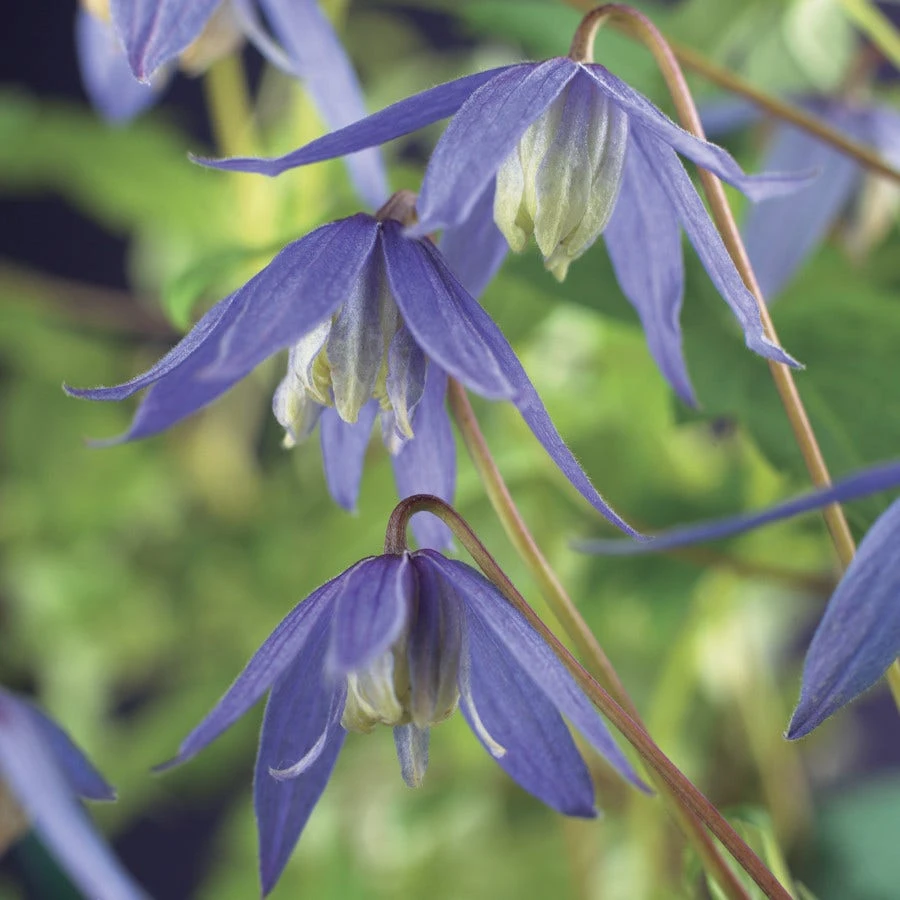 Bosrank (Clematis Alpina) - Image 2