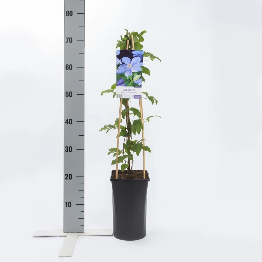 Bosrank (Clematis 'Mrs Cholmondeley') - Image 3