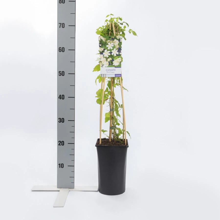 Bosrank (Clematis 'Paul Farges') - Image 4