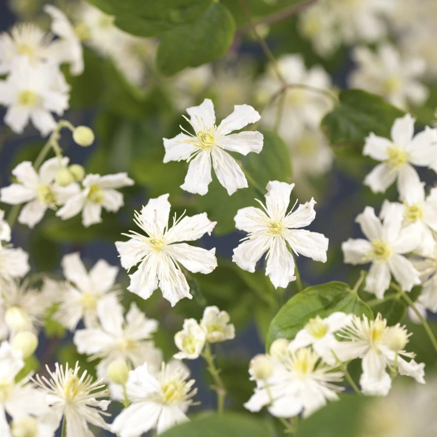 Bosrank (Clematis 'Paul Farges') - Image 2