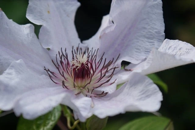 Bosrank (Clematis 'Snow Queen') - Image 6