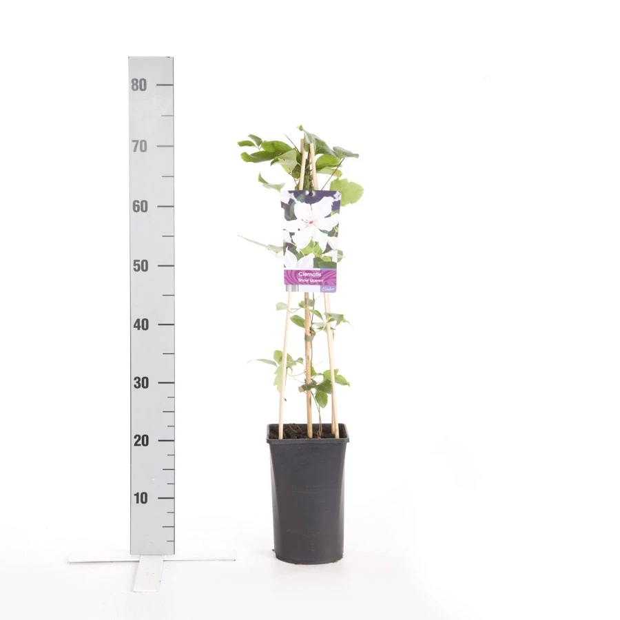 Bosrank (Clematis 'Snow Queen') - Image 2