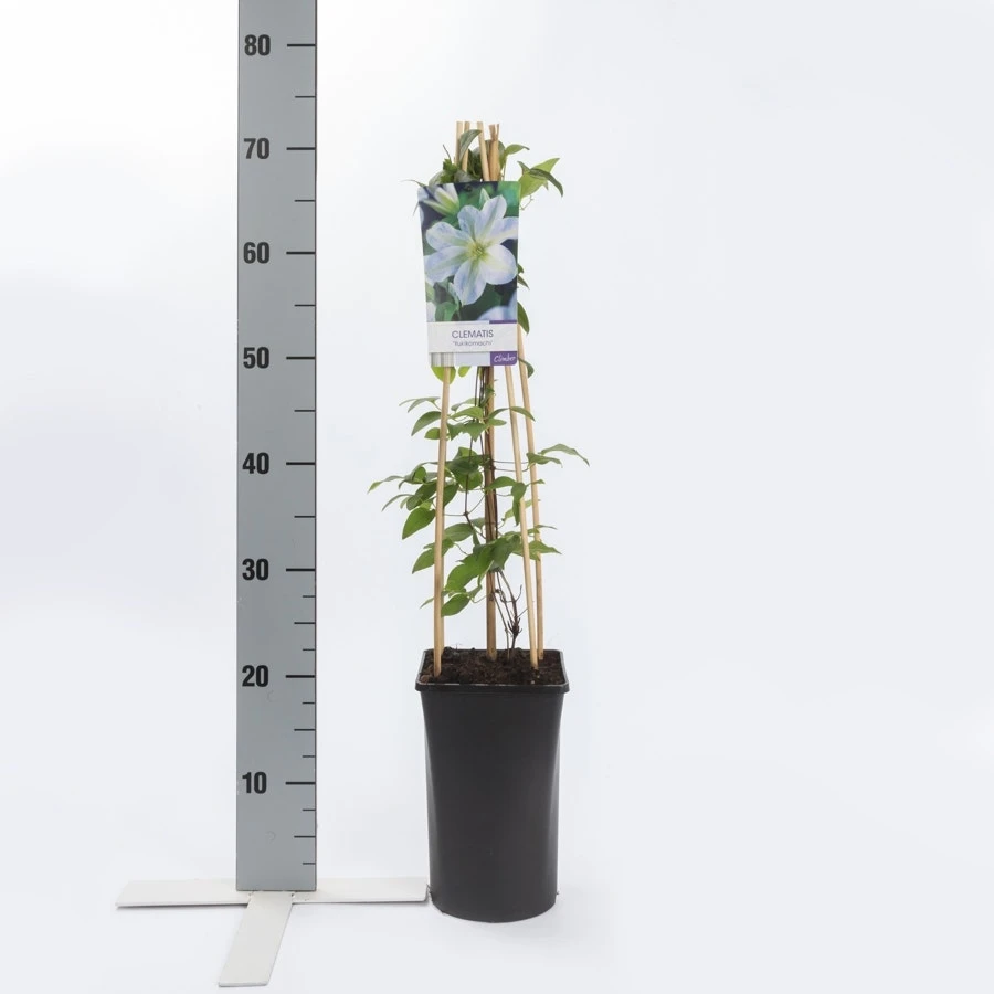 Bosrank (Clematis 'Yukikomachi') - Image 3