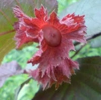 Hazelaar/Hazelnoot (Corylus Avellana 'Rode Zellernoot') - Image 3