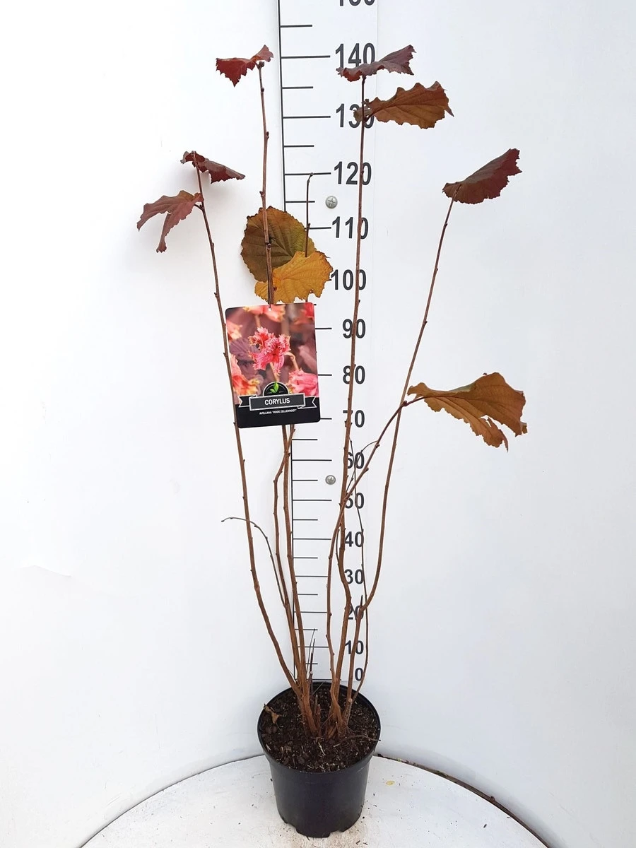 Hazelaar/Hazelnoot (Corylus Avellana 'Rode Zellernoot') - Image 4