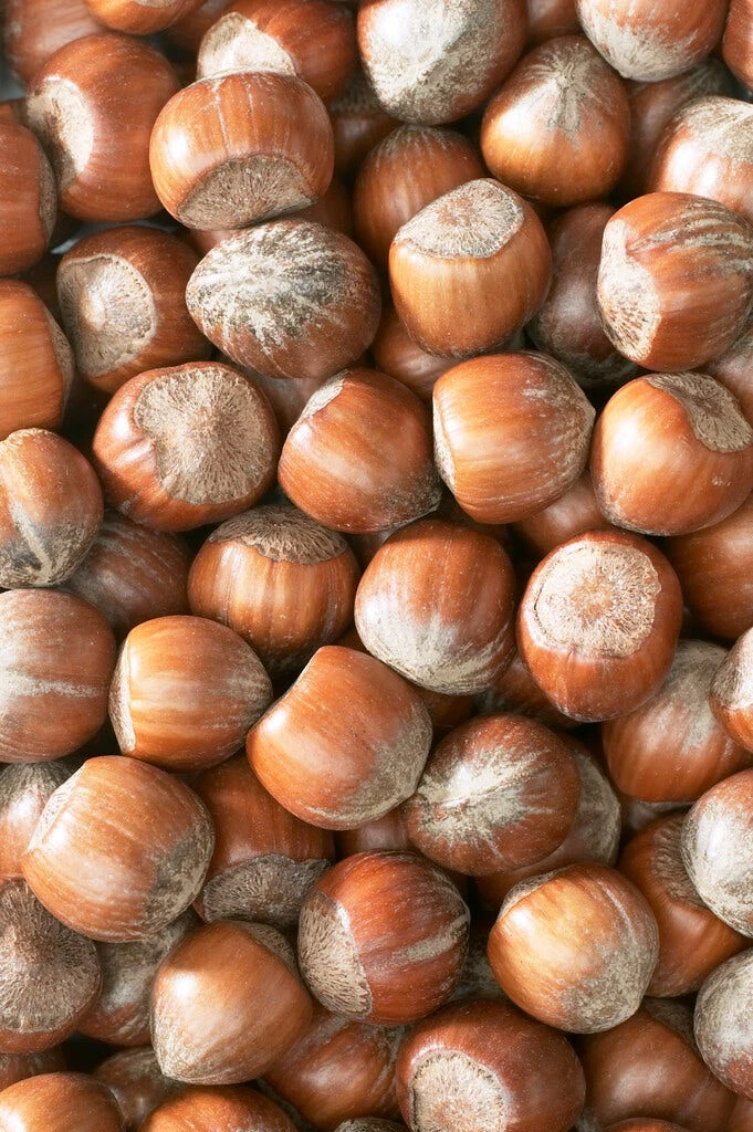 Hazelaar/Hazelnoot (Corylus Avellana 'Rode Zellernoot') - Image 2