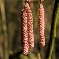 Hazelaar/Hazelnoot (Corylus Avellana 'Rode Zellernoot')