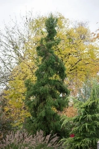 Sikkelden (Cryptomeria Japonica 'Rasen') - Image 2