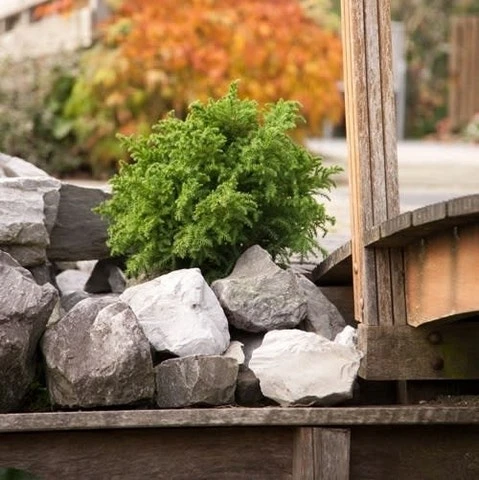 Japanse Dwergcipres (Cryptomeria Japonica 'Vilmoriniana') - Image 2