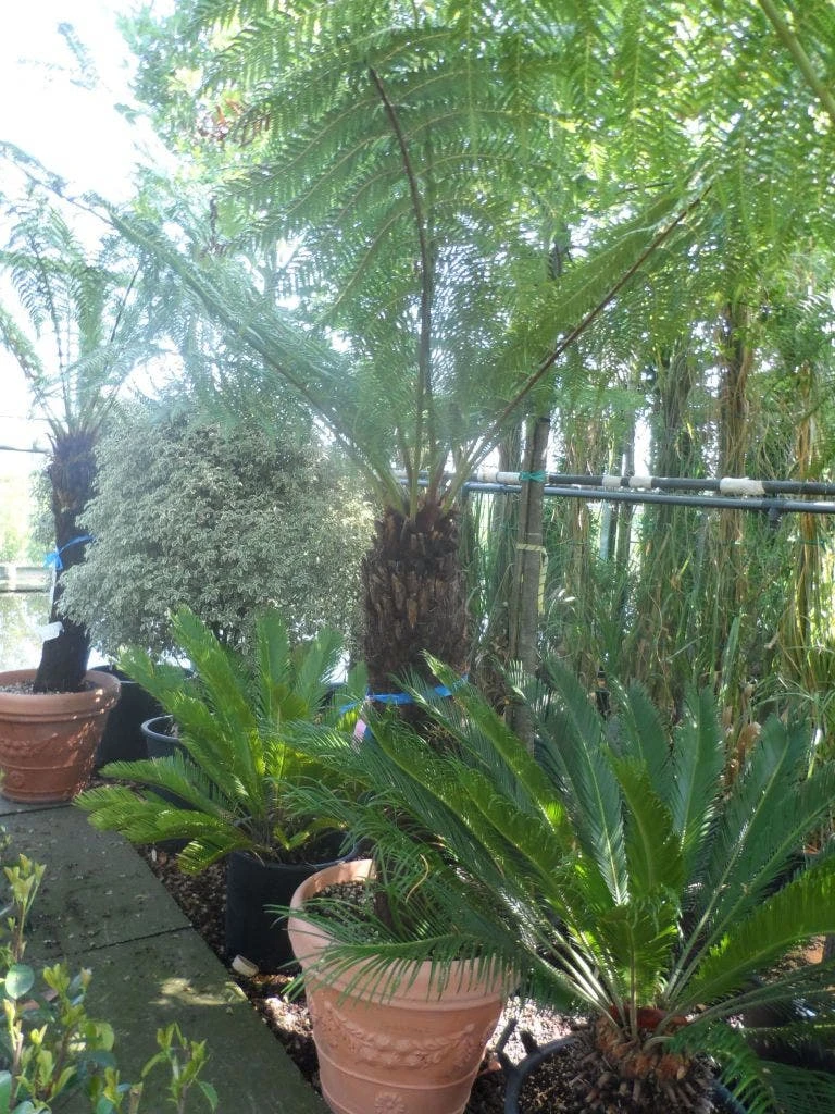 Boomvaren (Dicksonia Antarctica) - Image 7