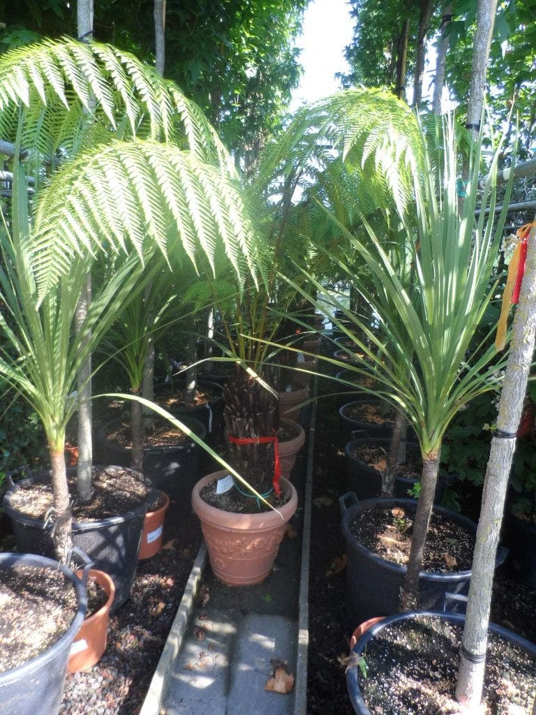 Boomvaren (Dicksonia Antarctica) - Image 6