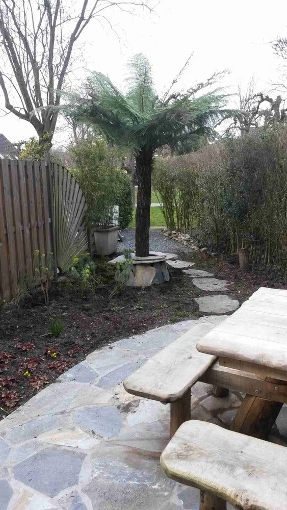 Boomvaren (Dicksonia Antarctica) - Image 9