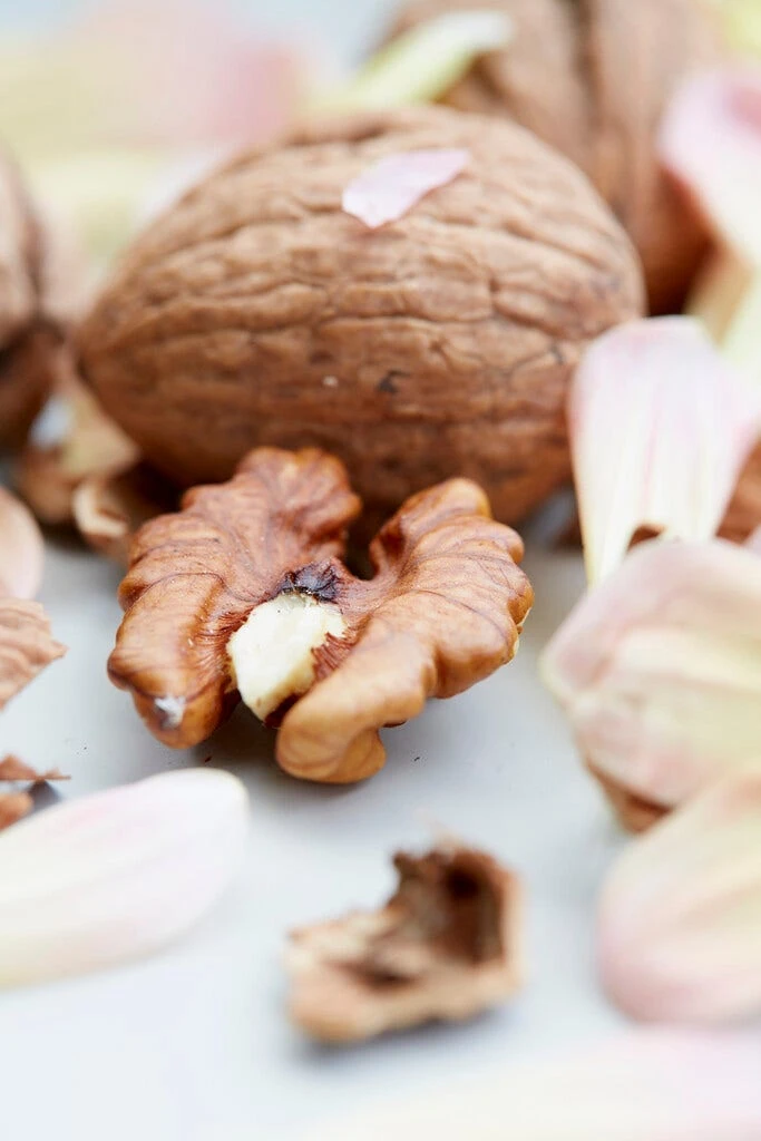 Grote Walnoot (Juglans Regia) - Image 2