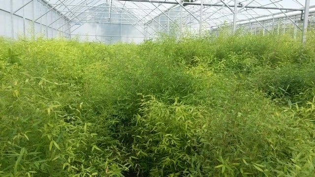 Bamboe (Fargesia Rufa) - Image 13