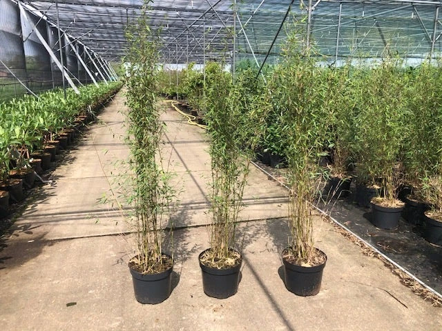 Niet Woekerende Bamboe (Fargesia 'Jiuzhaigou') - Image 7