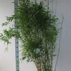 Niet-woekerende Bamboe (Fargesia Denudata)