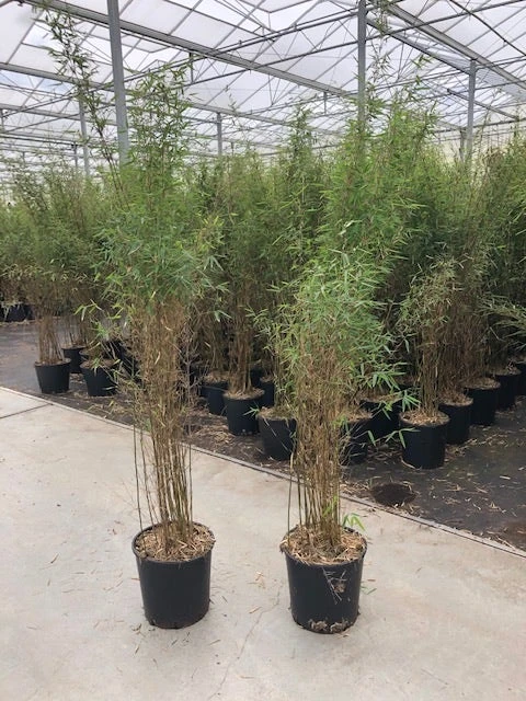 Niet Woekerende Bamboe (Fargesia 'Jiuzhaigou') - Image 8