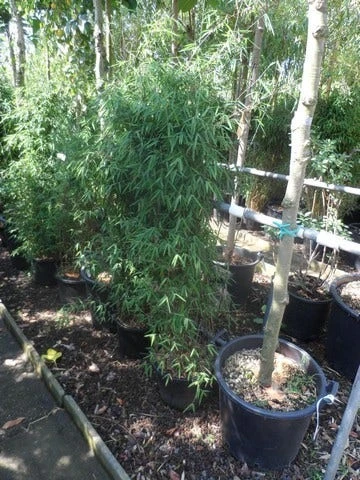 Niet Woekerende Bamboe (Fargesia 'Jiuzhaigou') - Image 16