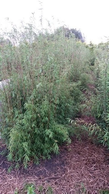 Niet Woekerende Bamboe (Fargesia 'Jiuzhaigou') - Image 2