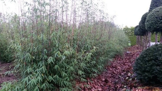 Niet Woekerende Bamboe (Fargesia 'Jiuzhaigou') - Image 5