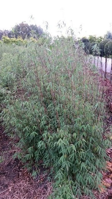 Niet Woekerende Bamboe (Fargesia 'Jiuzhaigou') - Image 3