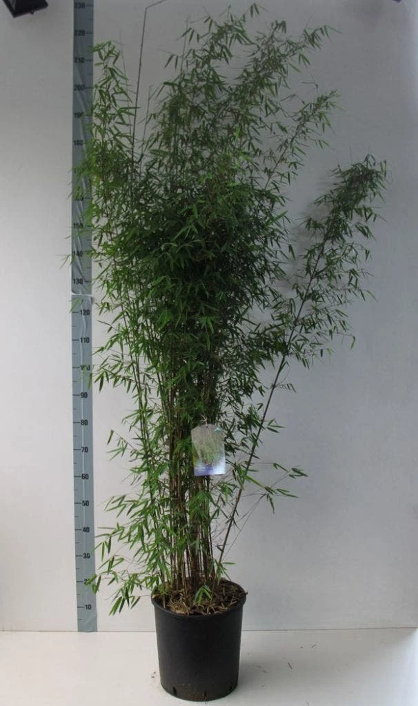 Niet Woekerende Bamboe (Fargesia 'Jiuzhaigou') - Image 15
