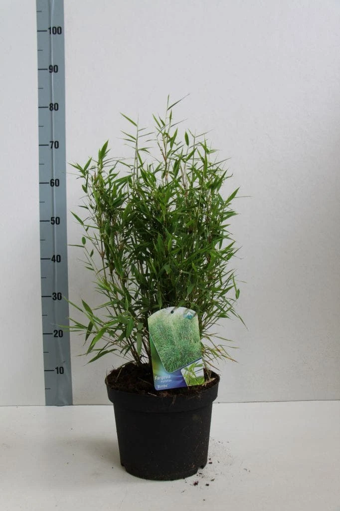 Niet Woekerende Bamboe (Fargesia Murieliae 'Bimbo') - Image 8