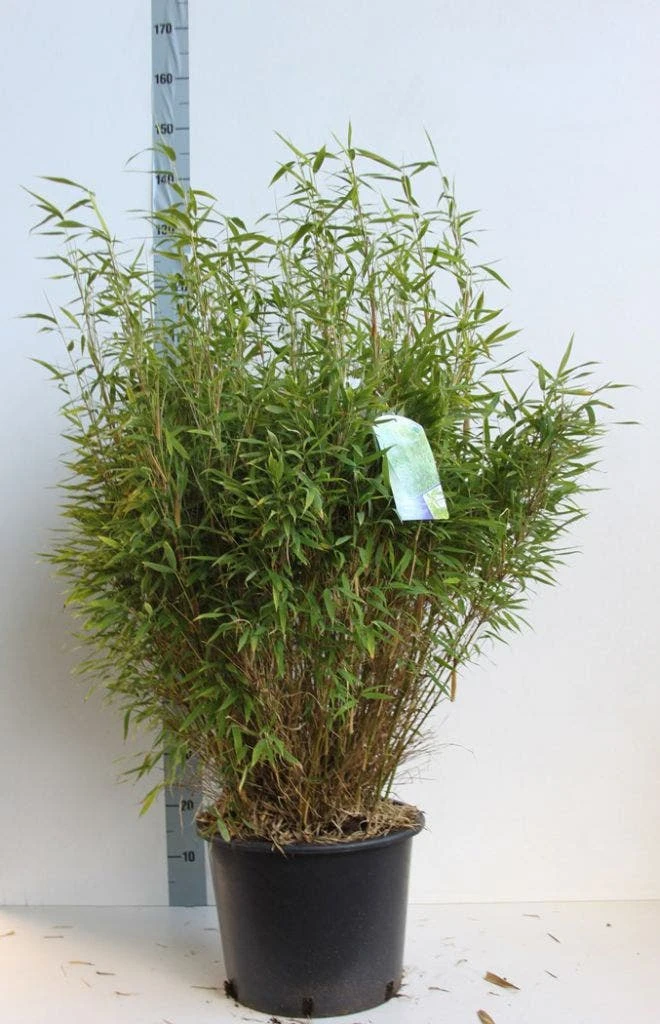 Niet Woekerende Bamboe (Fargesia Murieliae 'Bimbo') - Image 11