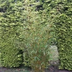 Niet Woekerende Bamboe (Fargesia Robusta)