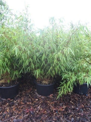 Bamboe (Fargesia Rufa) - Image 12