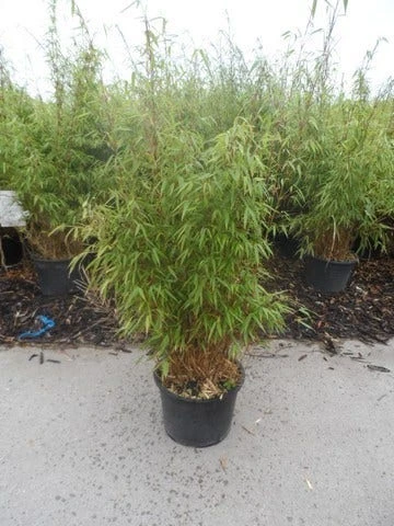 Bamboe (Fargesia Rufa) - Image 11