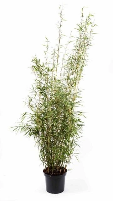 Niet Woekerende Bamboe (Fargesia Robusta 'Campbell') - Image 2