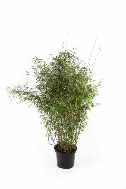 Niet Woekerende Bamboe (Fargesia 'Jiuzhaigou') - Image 9