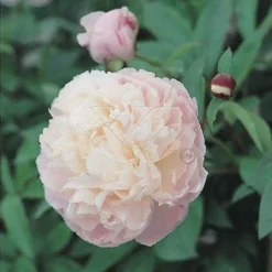 Pioenroos (Paeonia Lactiflora 'Shirley Temple')