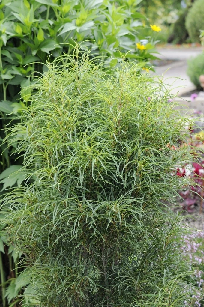 Smalbladige Vuilboom (Frangula Alnus 'Fine Line') - Image 2