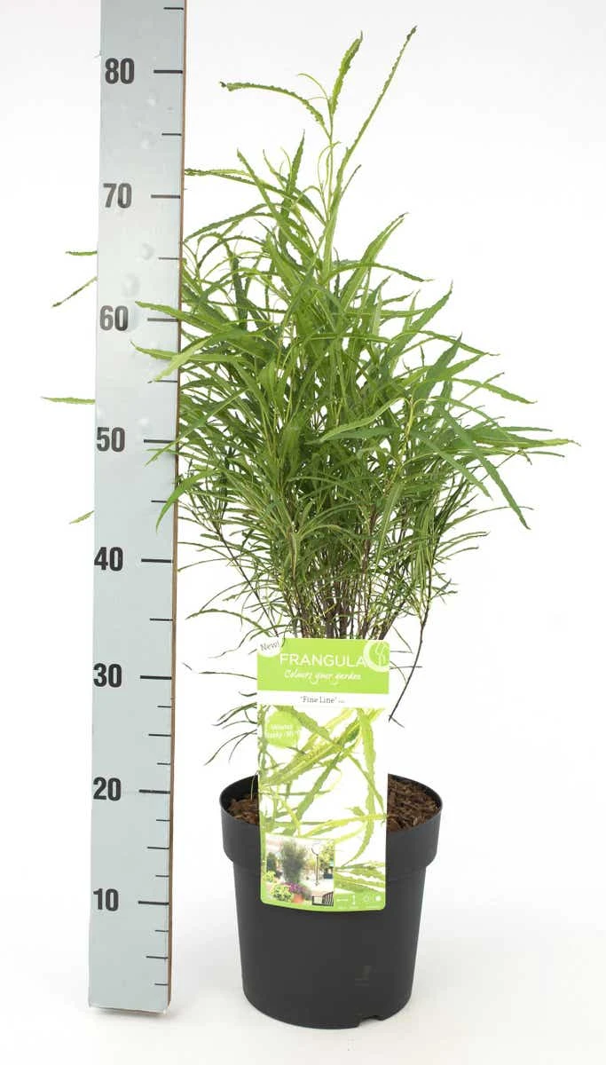 Smalbladige Vuilboom (Frangula Alnus 'Fine Line') - Image 3