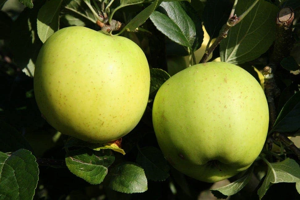 Lei-Appel (Malus Domestica 'Greensleeves') - Image 3