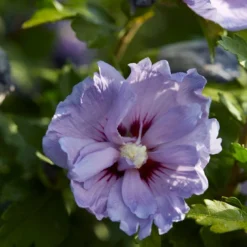 Altheastruik (Hibiscus Syriacus 'Blue Chiffon')
