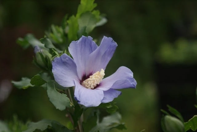 Altheastruik Op Stam (Hibiscus Syriacus 'Oiseau Blue') - Image 3