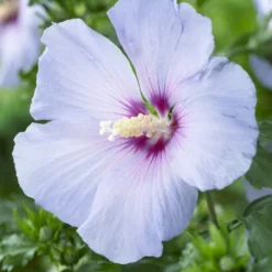 Altheastruik Op Stam (Hibiscus Syriacus 'Oiseau Blue')